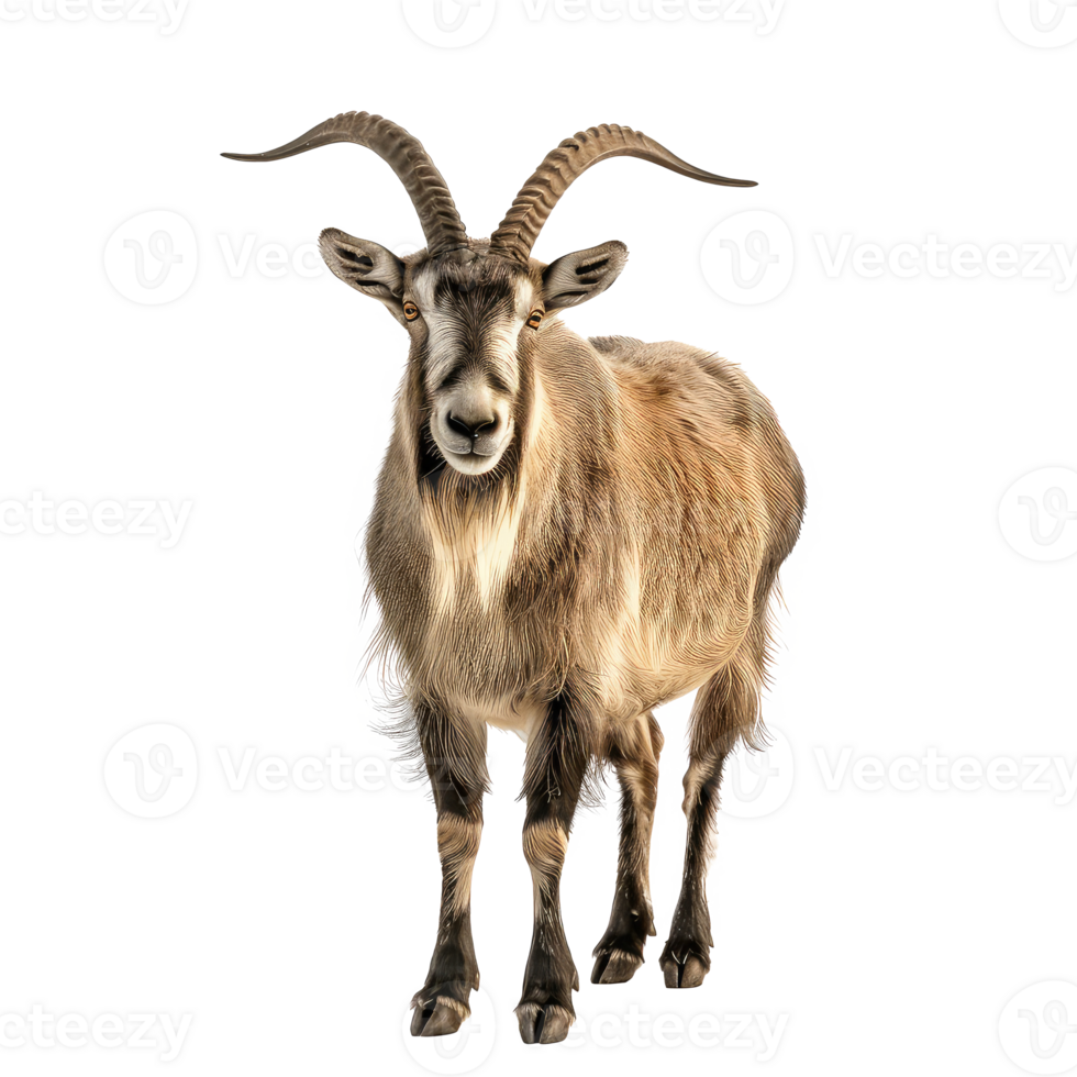 Markhor front view full body isolate on transparency background png