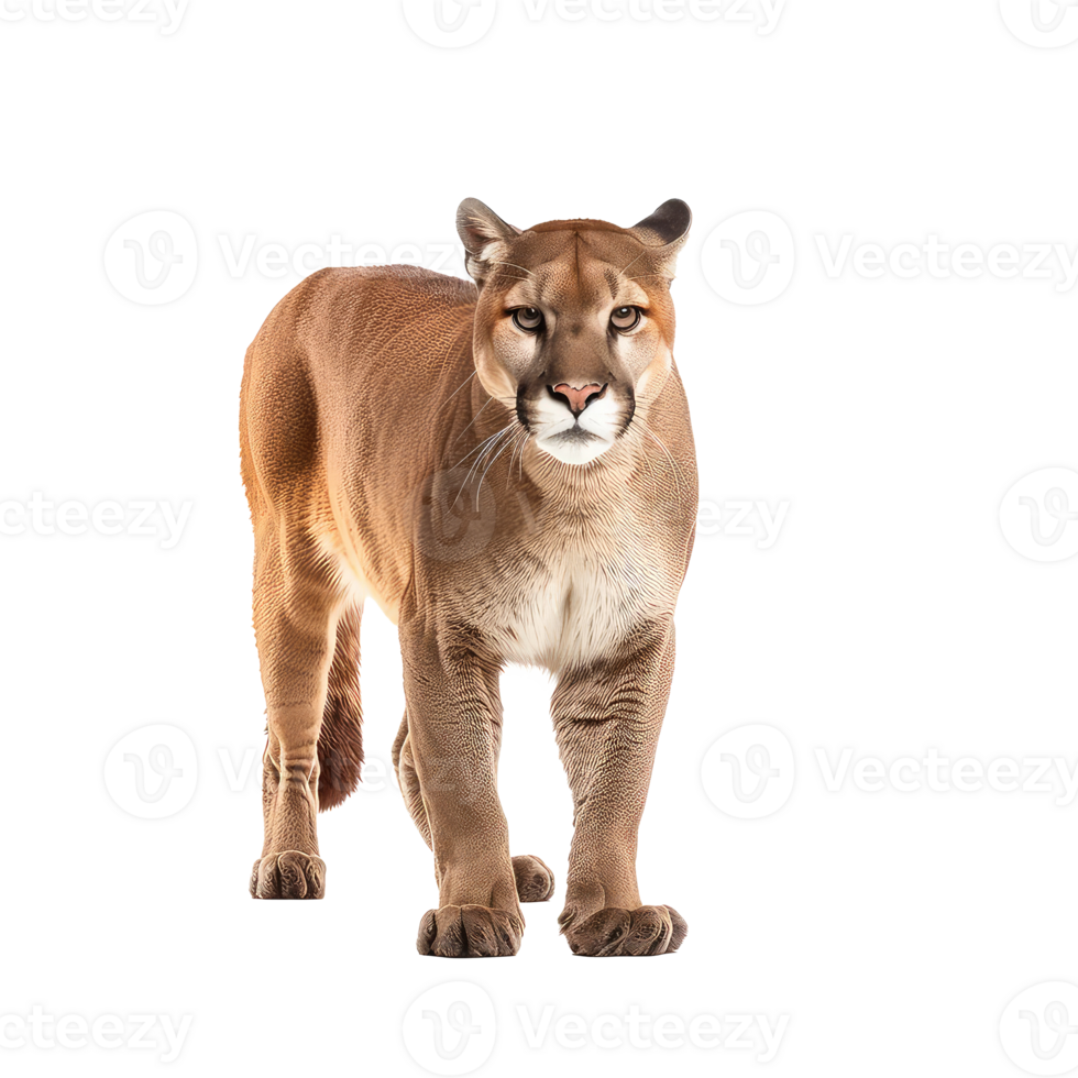 Puma front view full body isolate on transparency background png