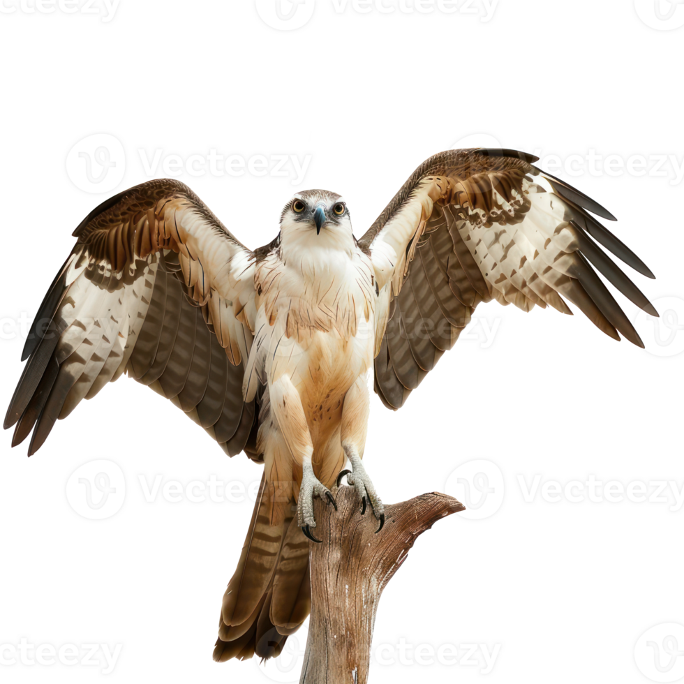 eagle stand on the top of branch with transparent background png