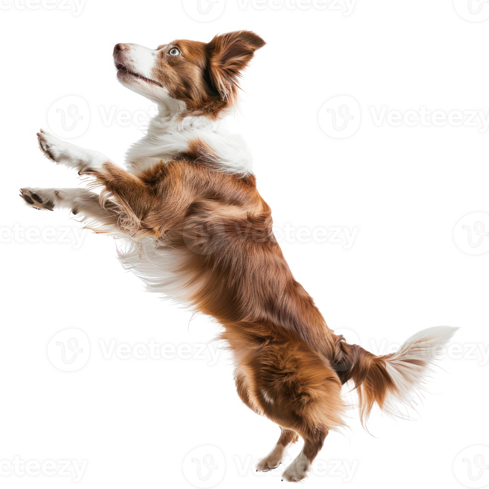 a dog jumping up in the air on a transparent background png