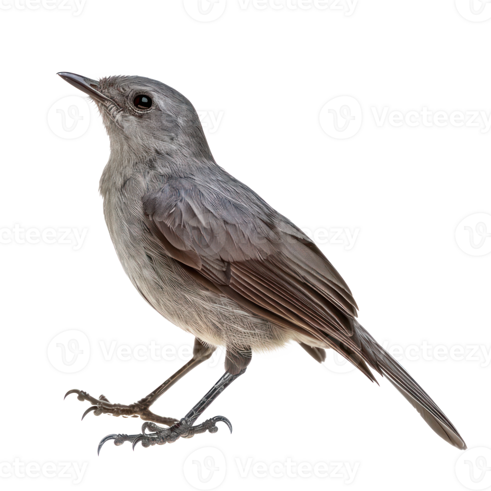 Catbird fly full body isolate on transparency background png