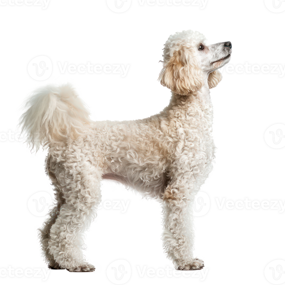 Poodles side view full body isolate on transparency background png
