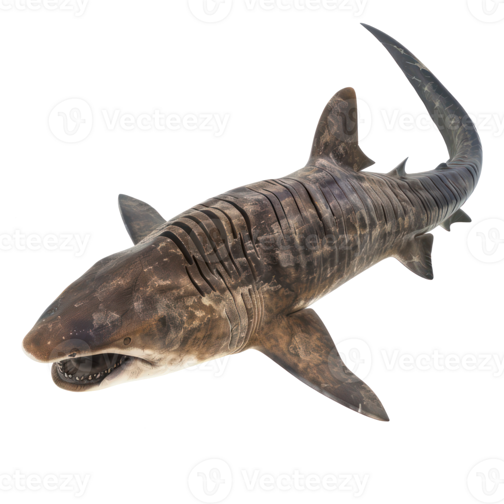 Basking shark full body isolate on transparency background png