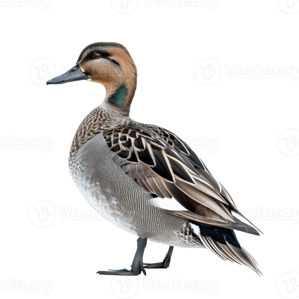 Northern pintail bird side view full body isolate on transparency background png