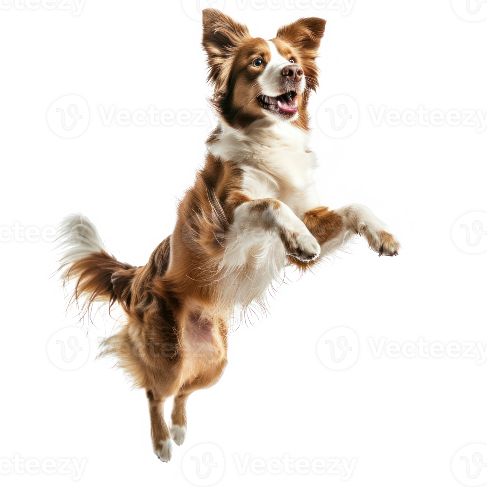 floated dog jumping gesture try to catch something in the air, isolate on transparency background png