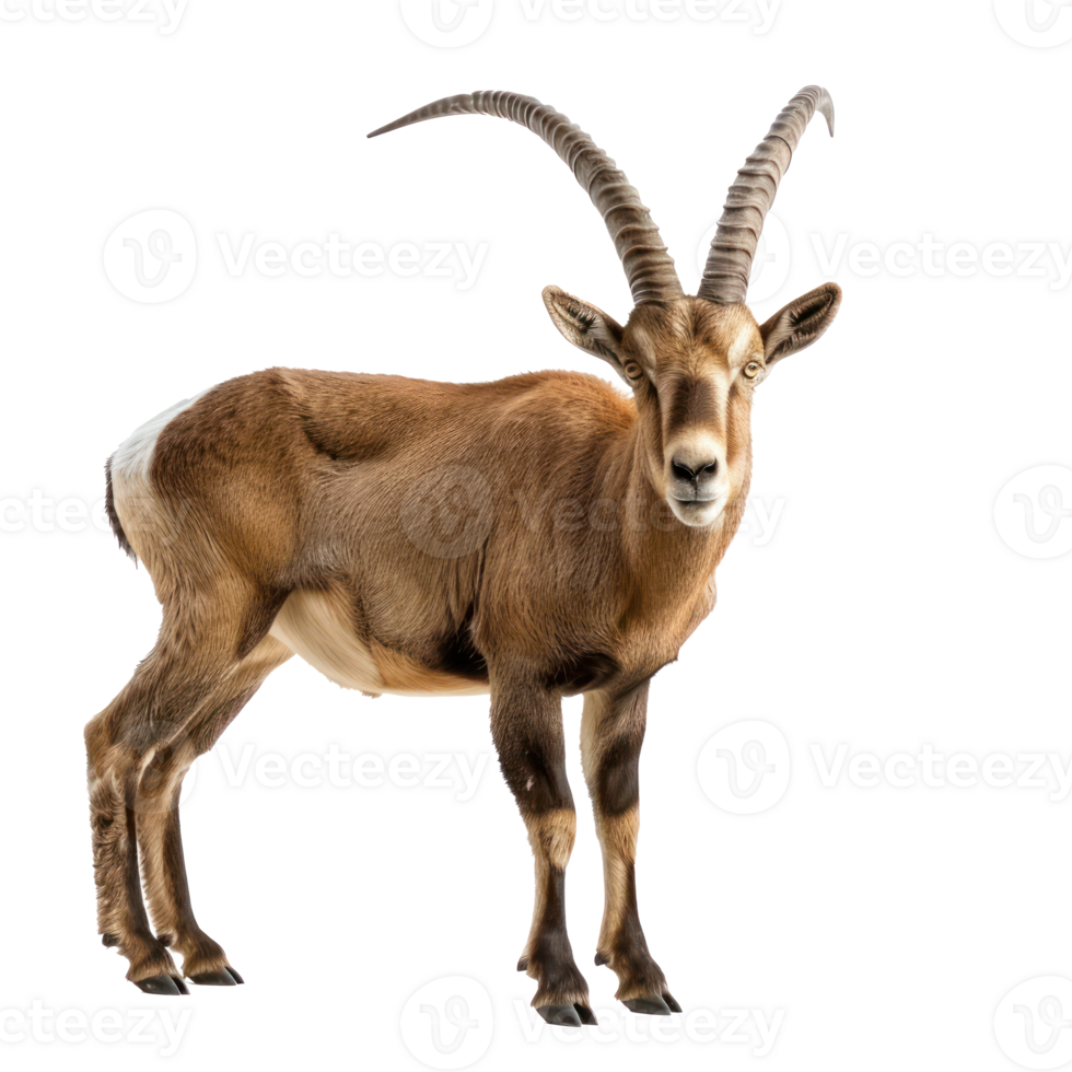 Ibex front view full body isolate on transparency background png