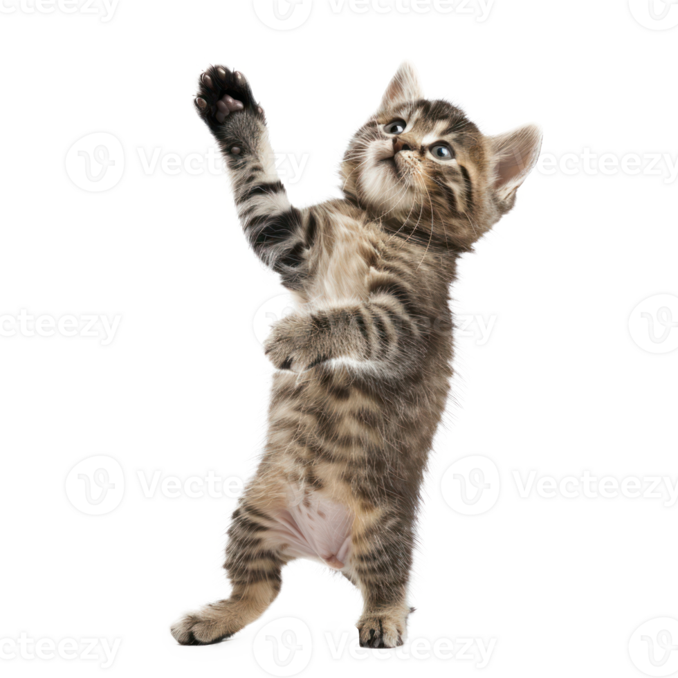 floated kitten jumping gesture try to catch something in the air, isolate on transparency background png
