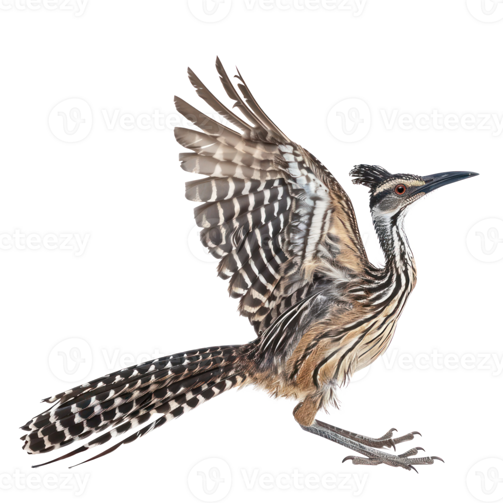 Roadrunner bird fly full body isolate on transparency background png