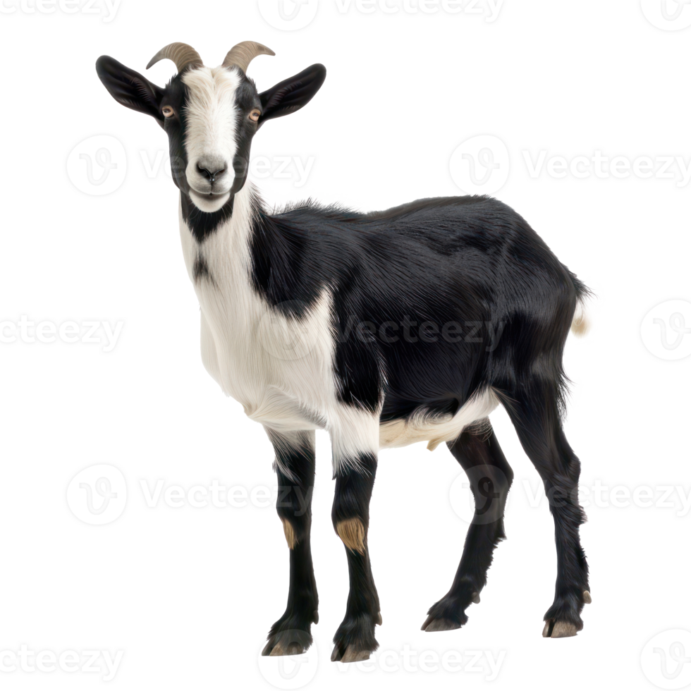Alpine Goat full body isolate on transparency background png