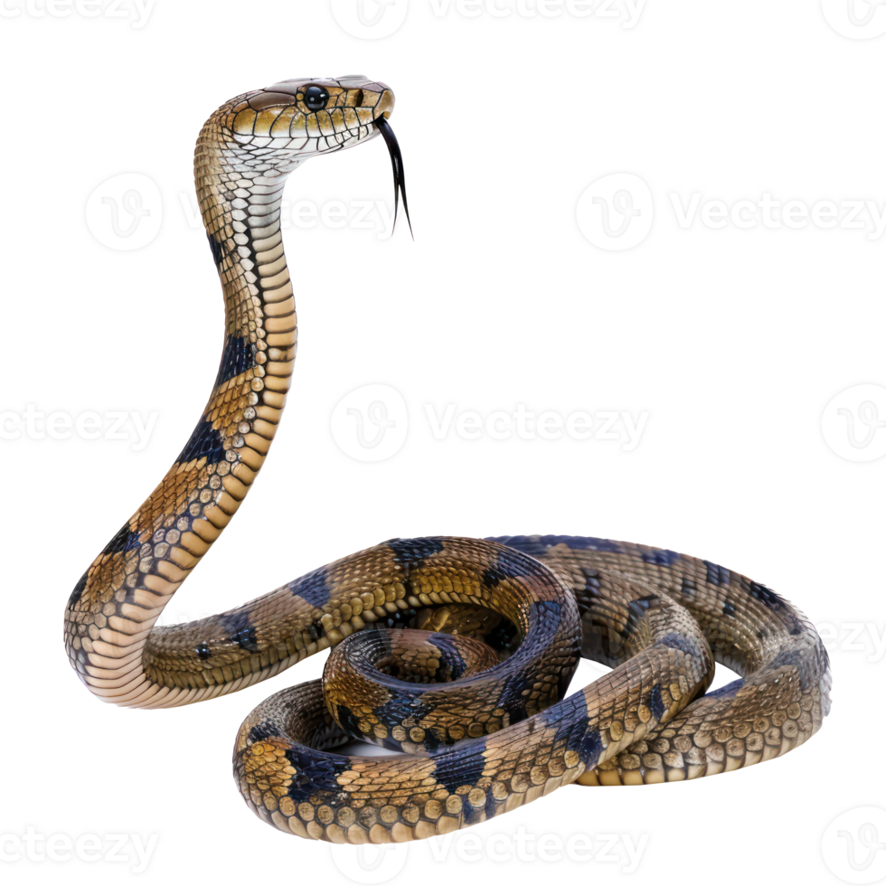 King Cobra full body isolate on transparency background png