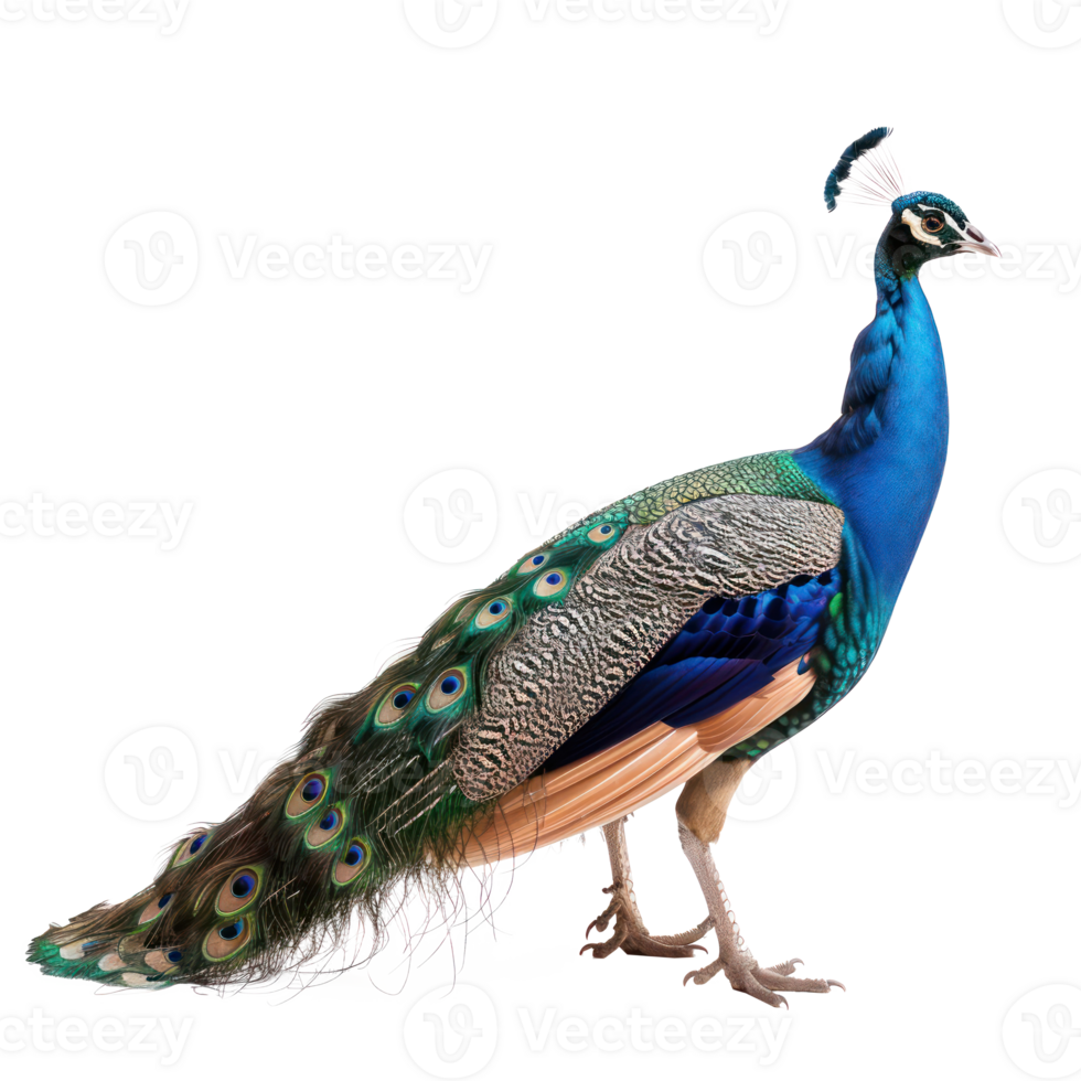 Peacock side view full body isolate on transparency background png