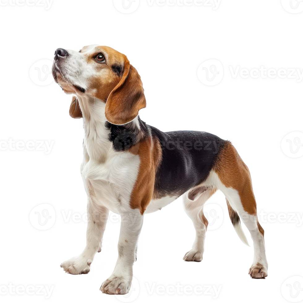 Beagles pet side view full body isolate on transparency background png