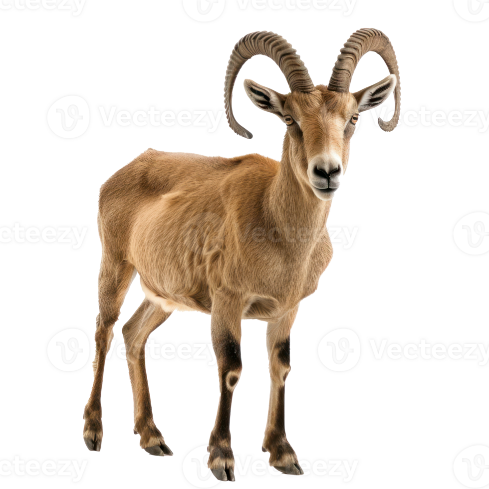 Ibex front view full body isolate on transparency background png