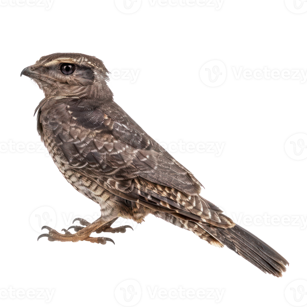 Nightjar bird side view full body isolate on transparency background png