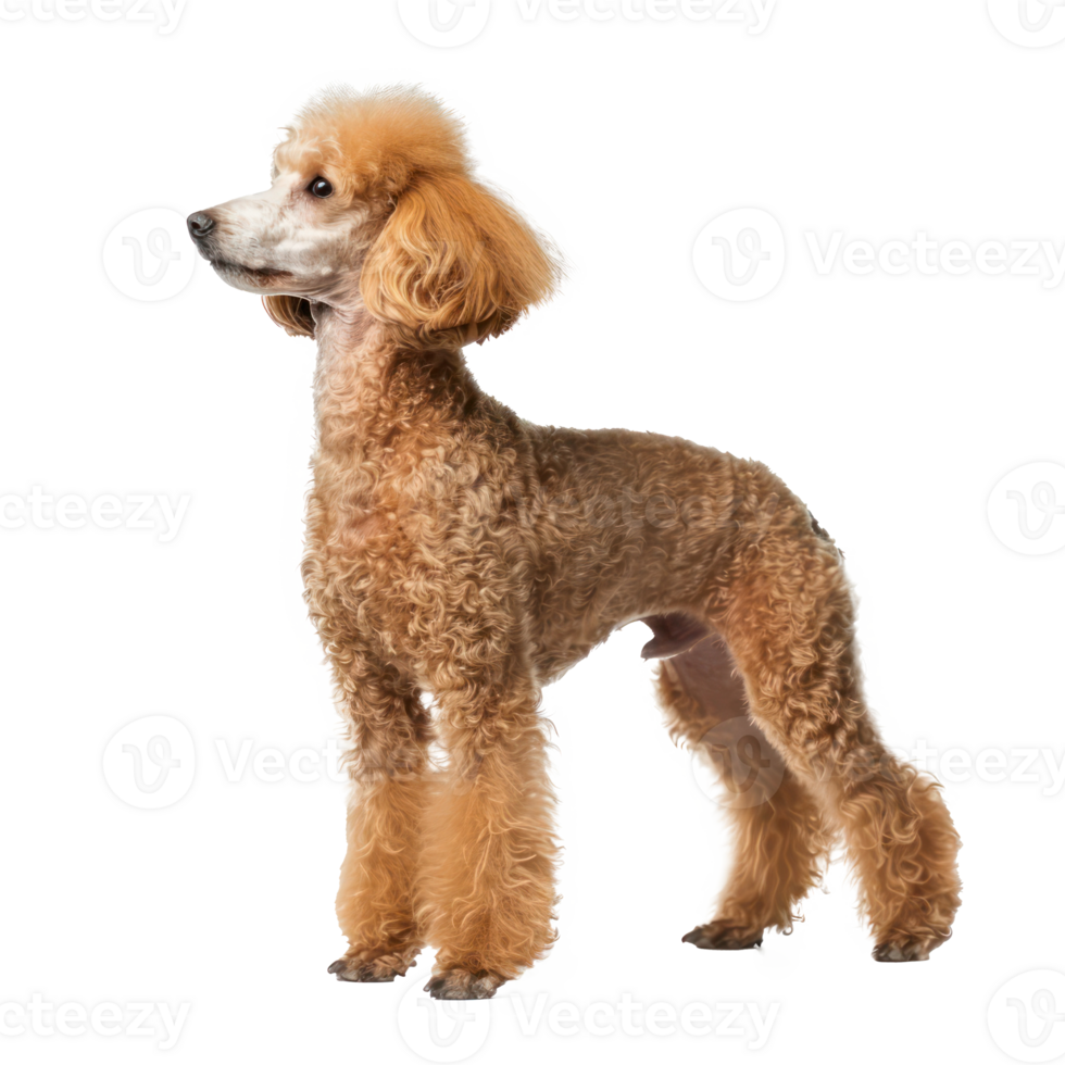 Poodles side view full body isolate on transparency background png