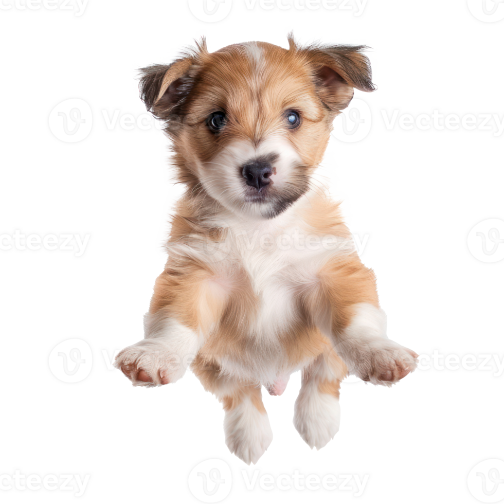 floating full body puppy isolate on transparency background png