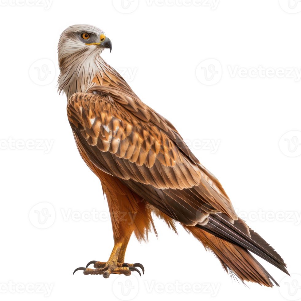 Kite bird front view full body isolate on transparency background png