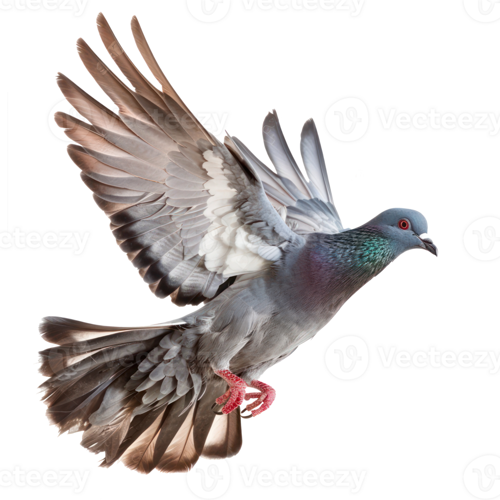 Pigeon fly full body isolate on transparency background png