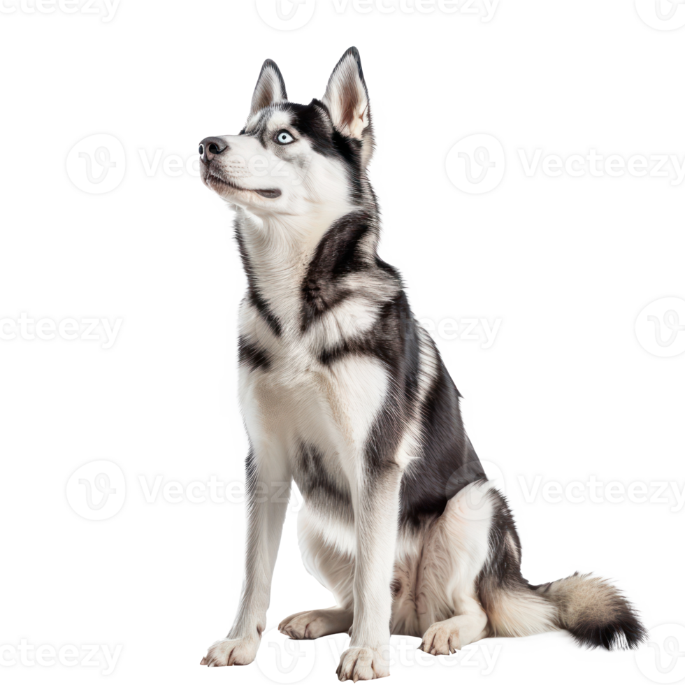 Huskies full body isolate on transparency background png