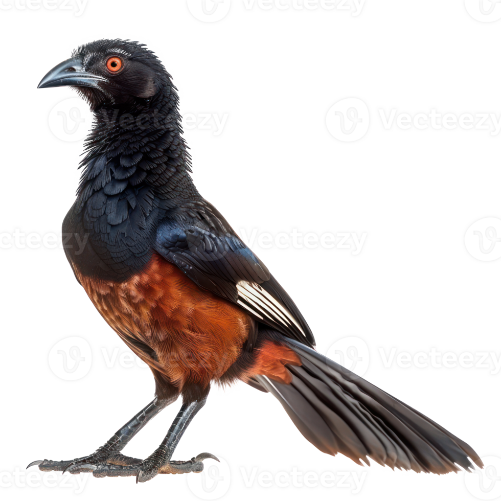 Greater coucal bird front view full body isolate on transparency background png