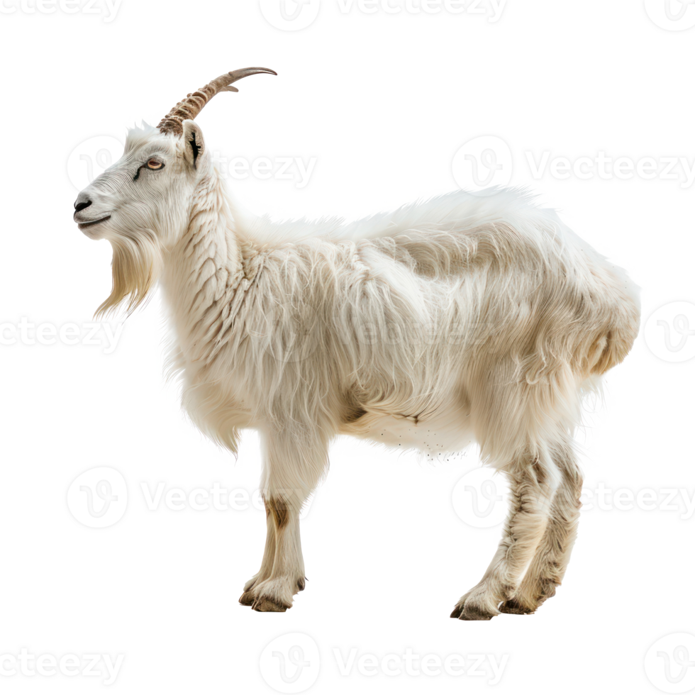 Alpine Goat side view full body isolate on transparency background png