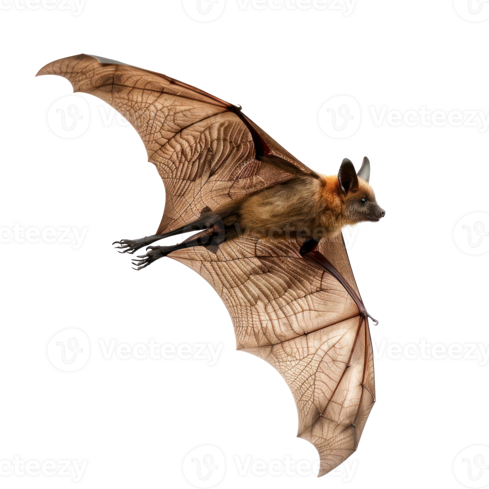 Bat side view full body isolate on transparency background png