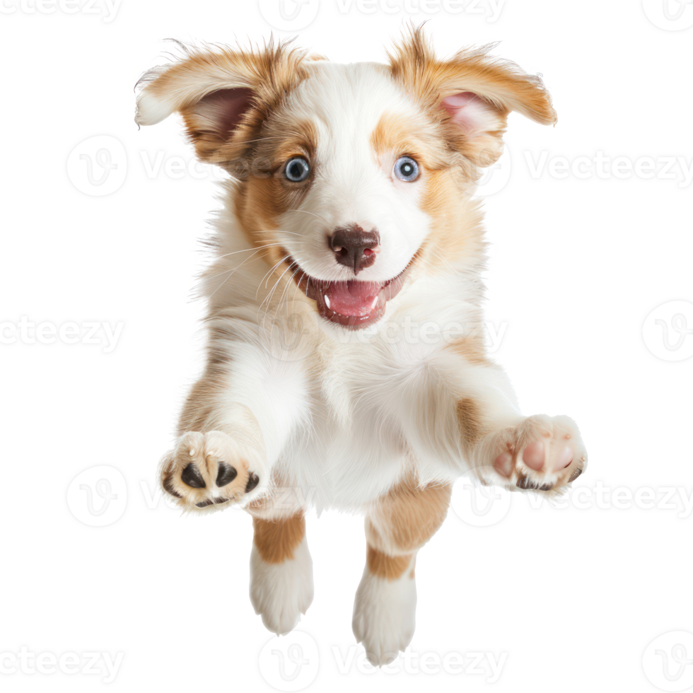 floating full body puppy isolate on transparency background png