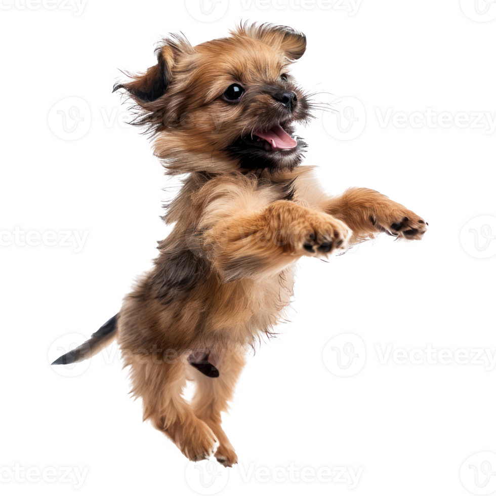 floated puppy jumping gesture try to bite something in the air isolate on transparency background png