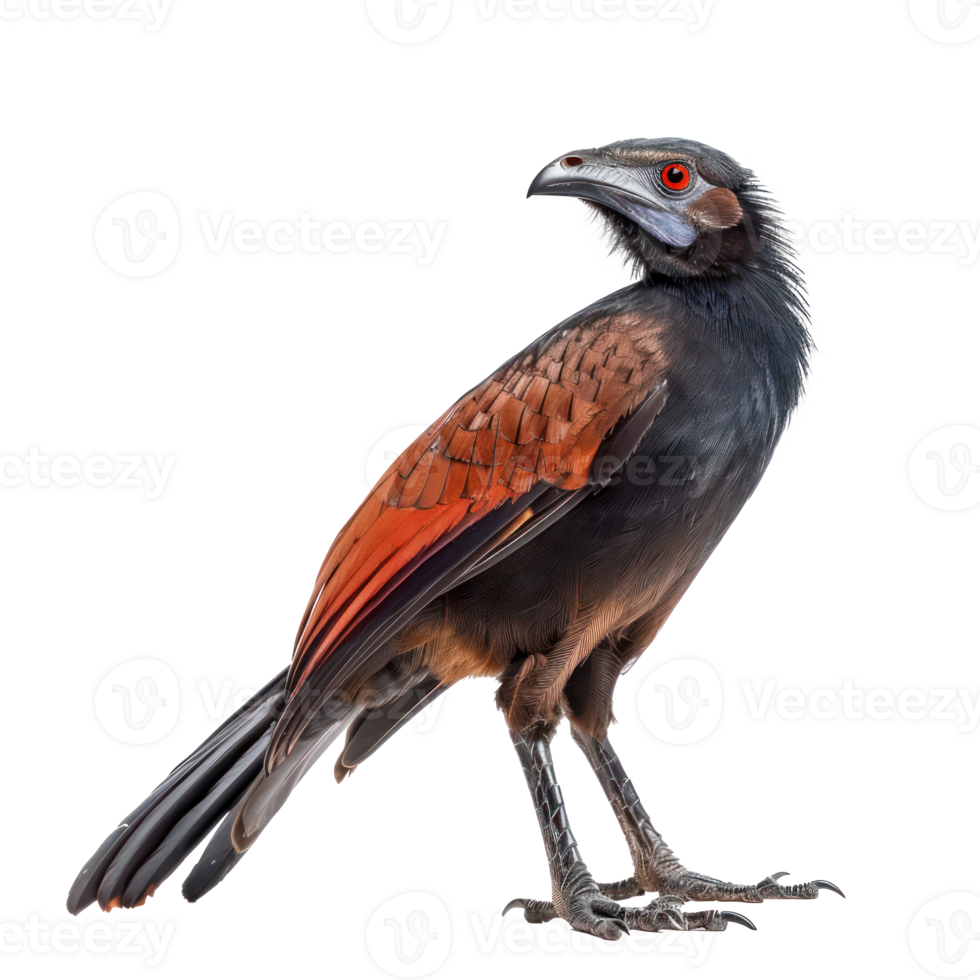 Greater coucal bird side view full body isolate on transparency background png