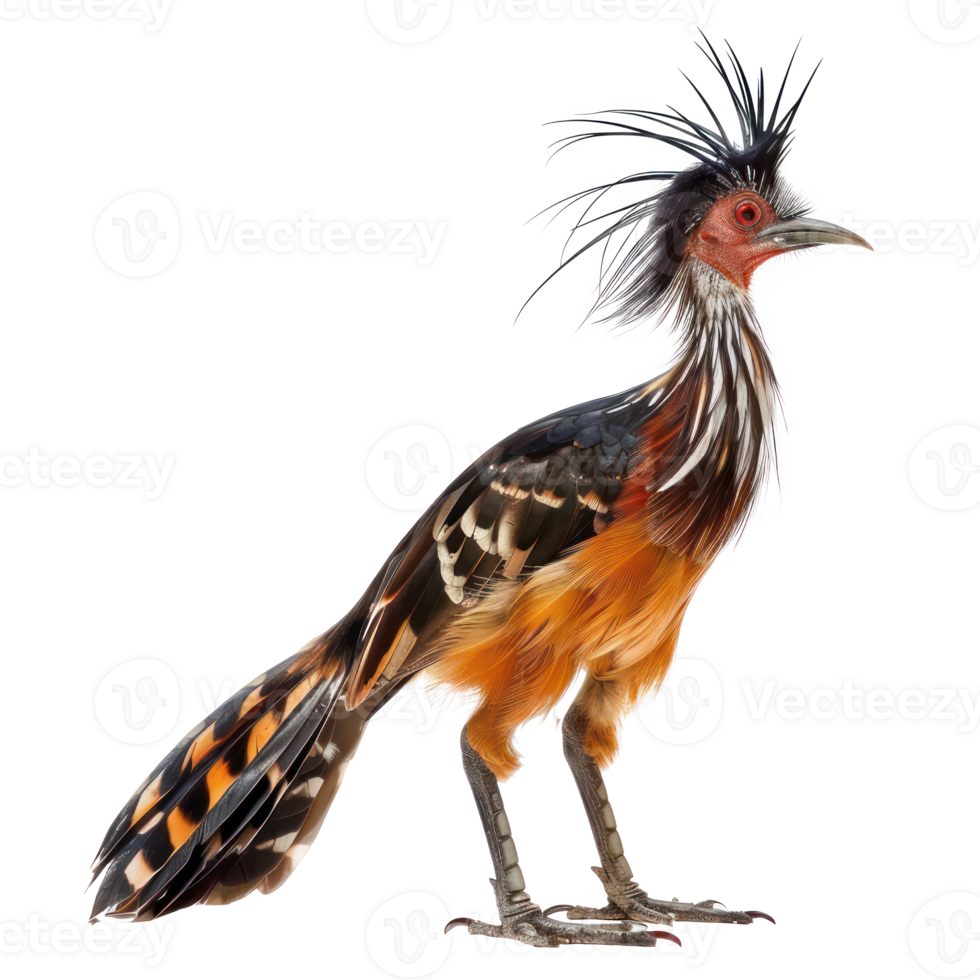 Hoatzin bird side view full body isolate on transparency background png