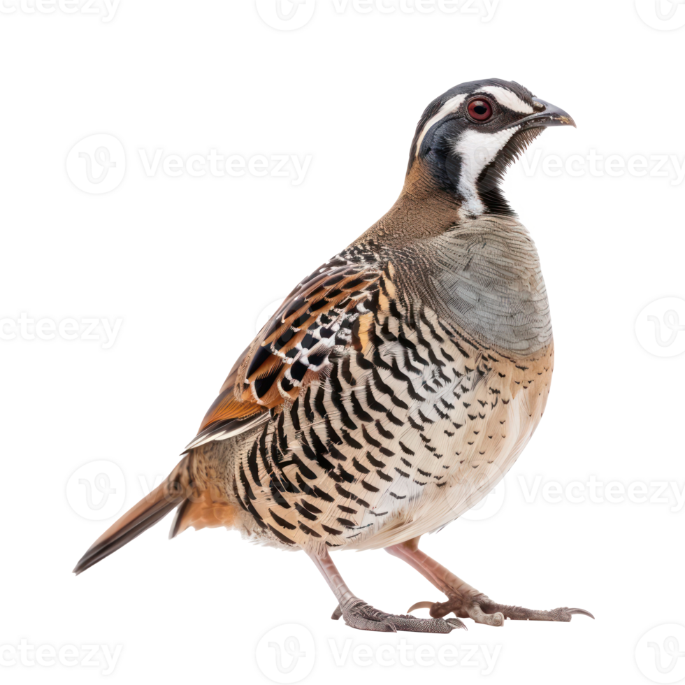 Partridge bird side view full body isolate on transparency background png