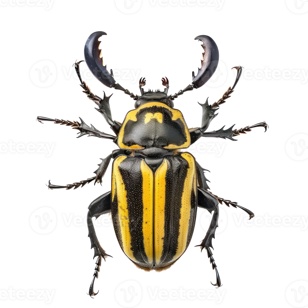 Beetle front view full body isolate on transparency background png