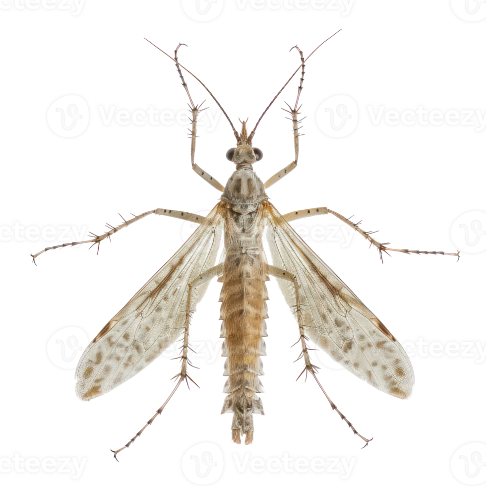 Stoneflies front view full body isolate on transparency background png
