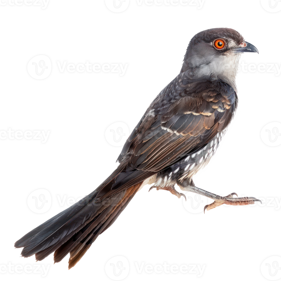 Cuckoo front view full body isolate on transparency background png