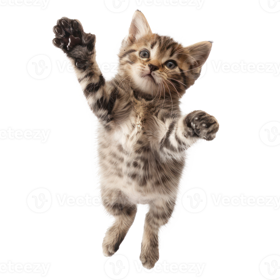 floating full body kitten isolate on transparency background png
