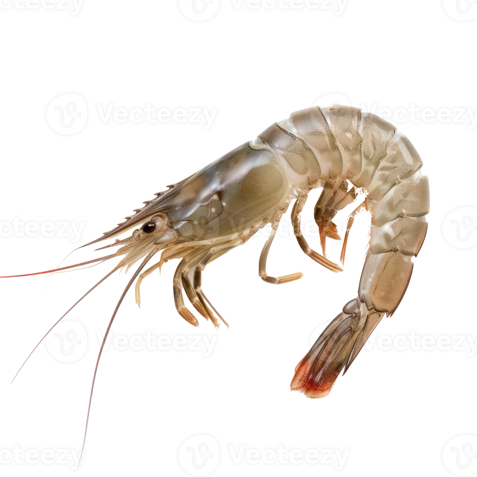 Shrimp full body isolate on transparency background png