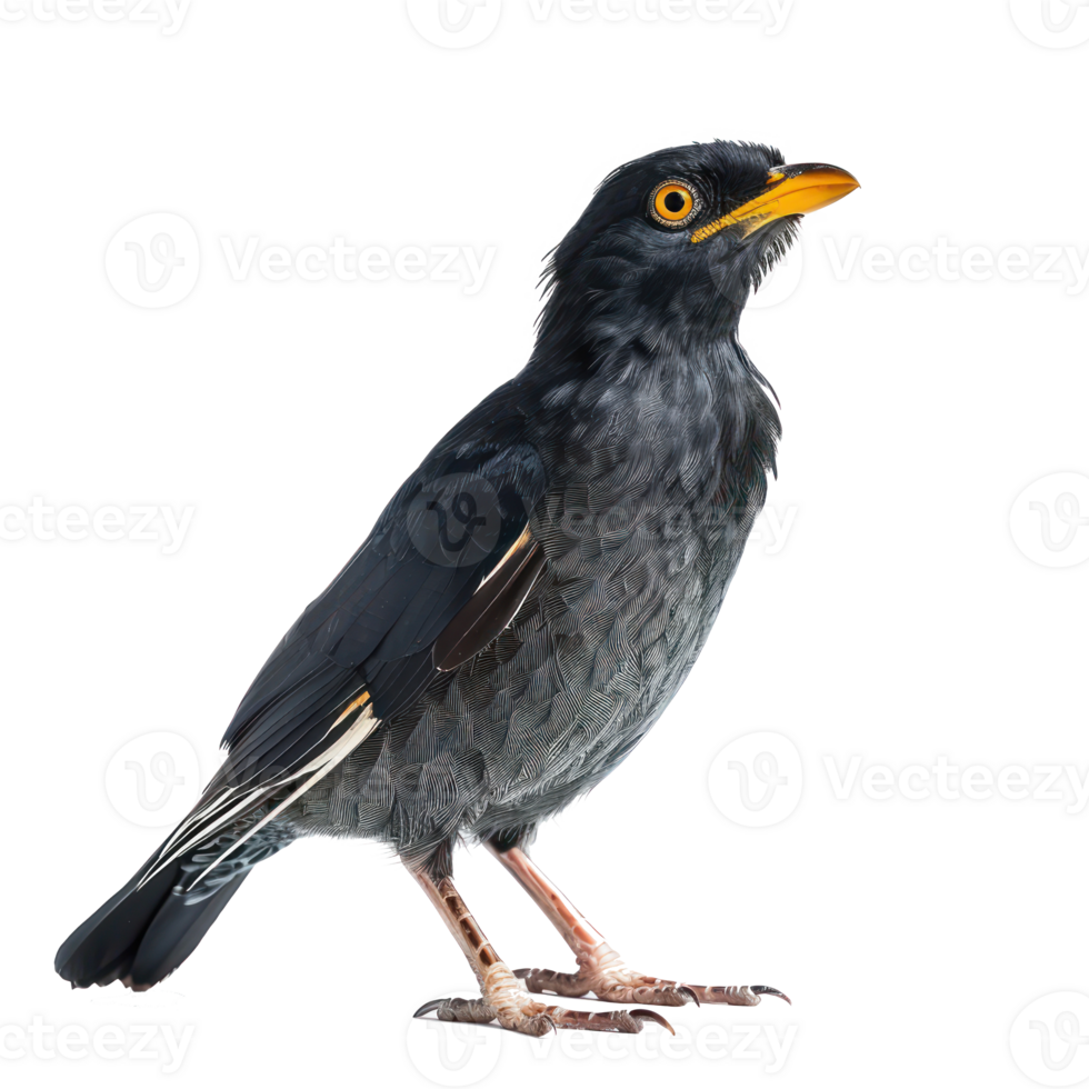 Myna side view full body isolate on transparency background png