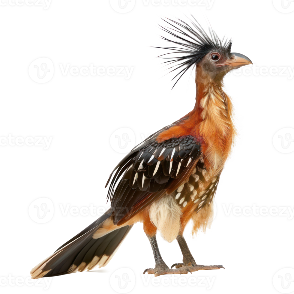 Hoatzin bird front view full body isolate on transparency background png