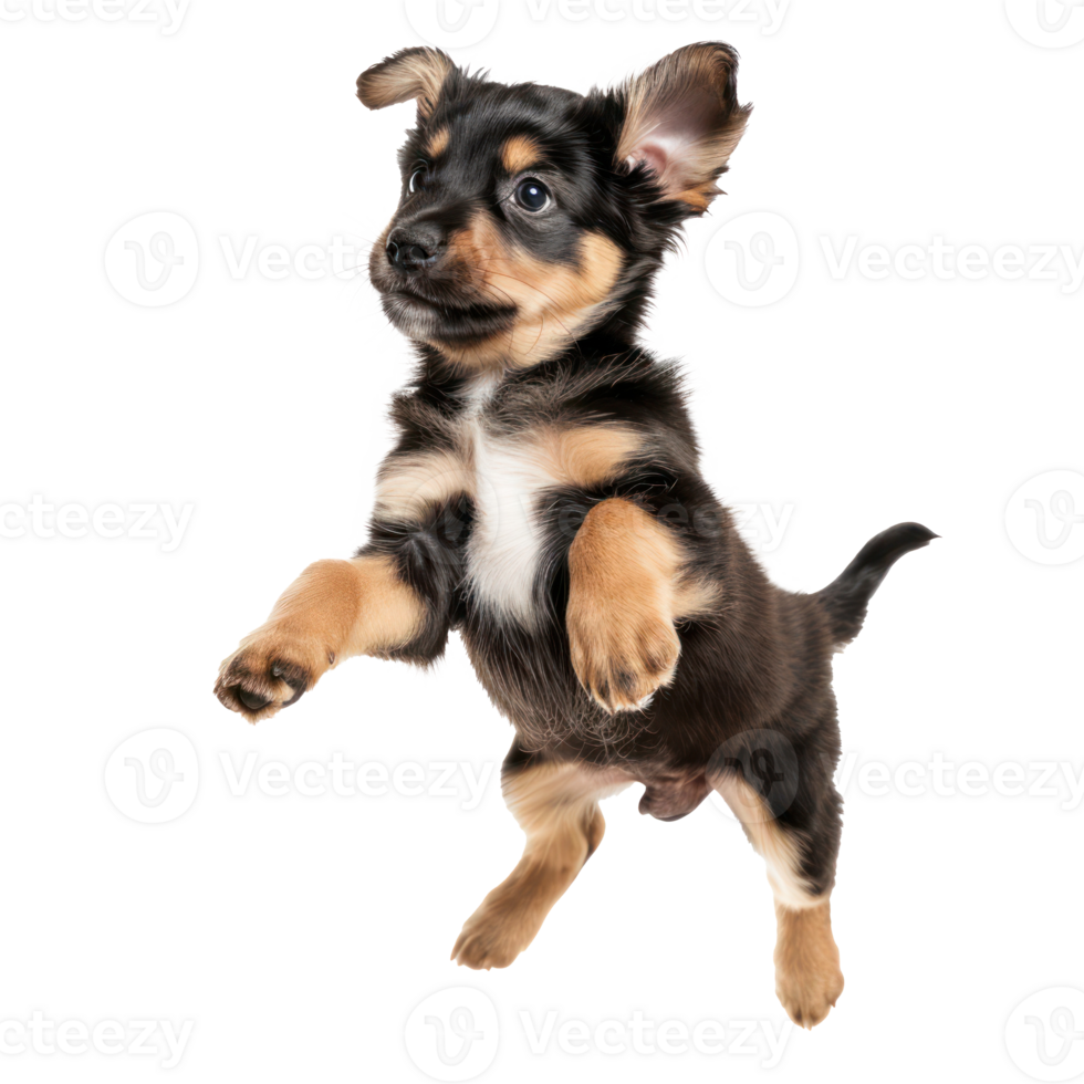 floated puppy jumping gesture try to bite something in the air isolate on transparency background png