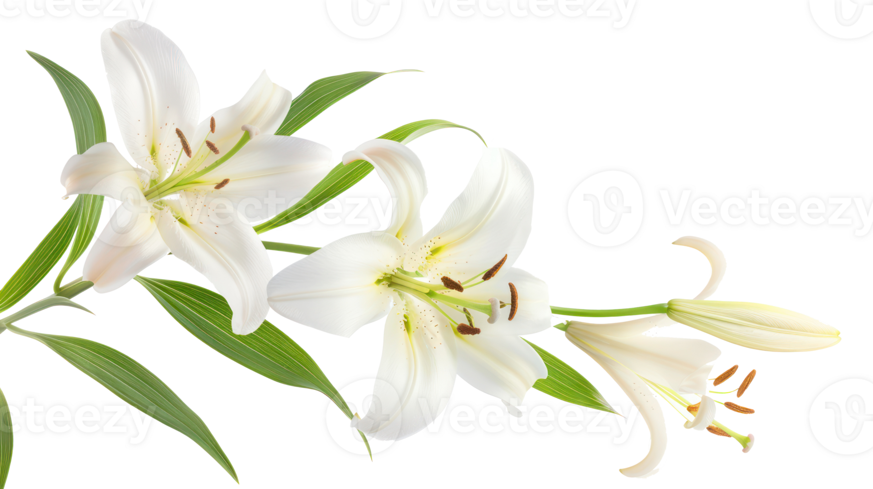 Easter lily branch and flower isolate on transparency background png