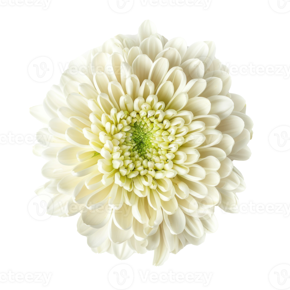 Chrysanthemum flower top view full length isolate on transparency background png