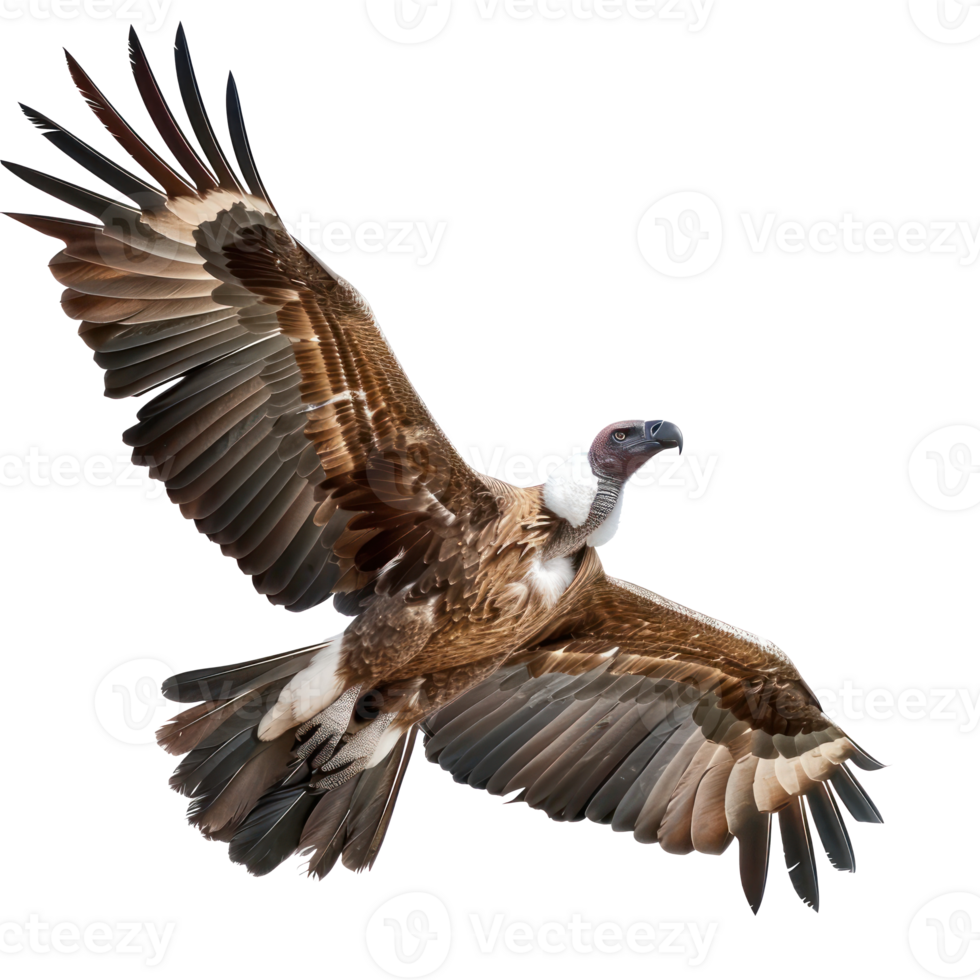 Vulture fly full body isolate on transparency background png