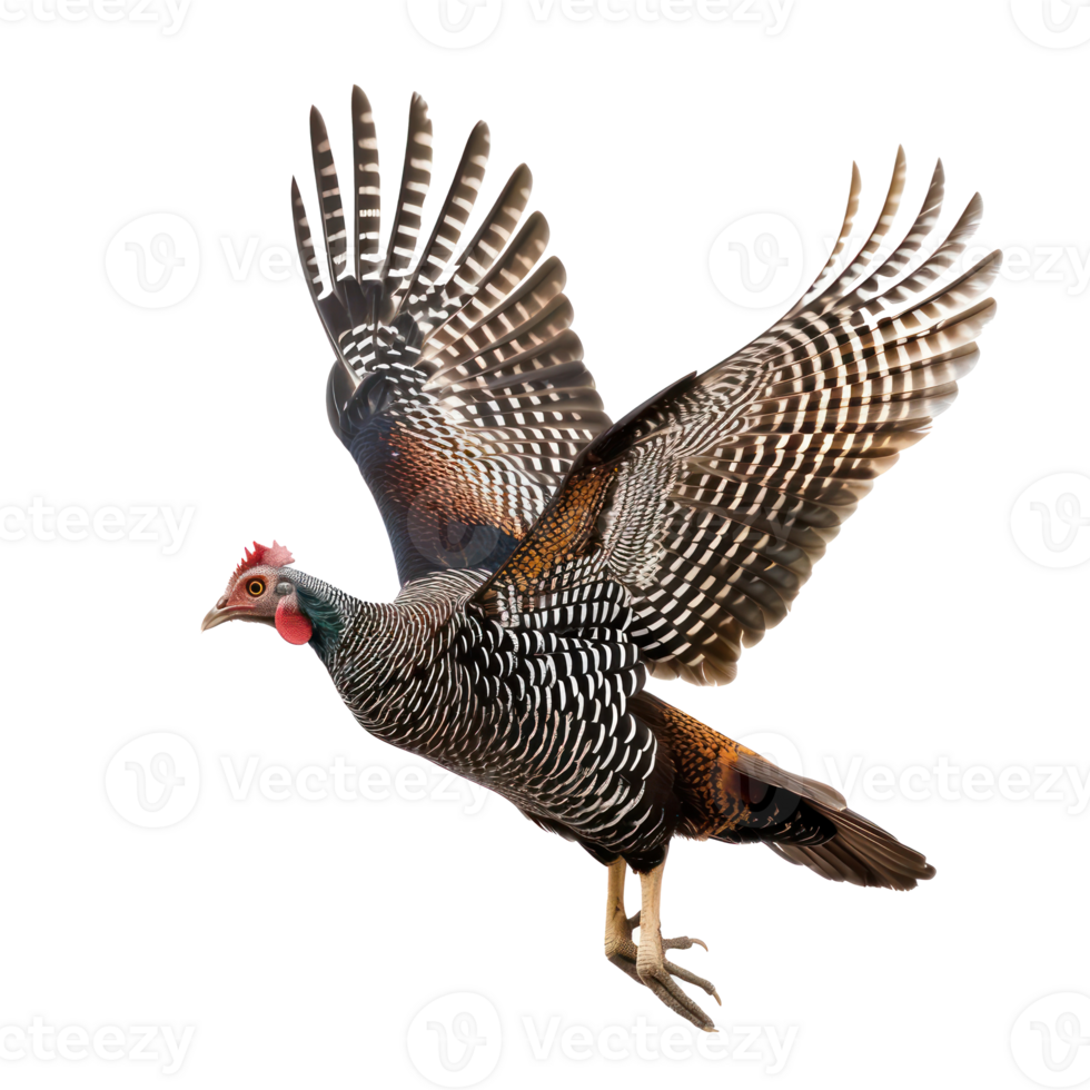 Guinea fowl bird fly full body isolate on transparency background png