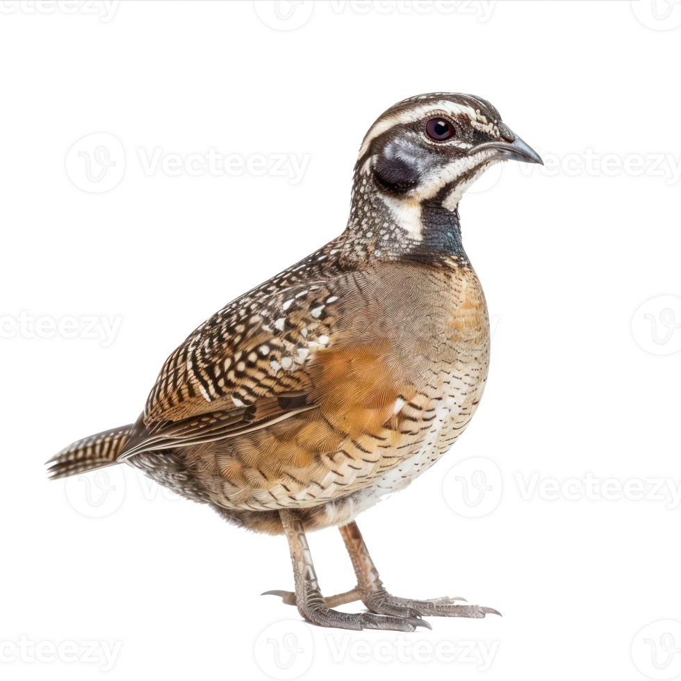Quail side view full body isolate on transparency background png
