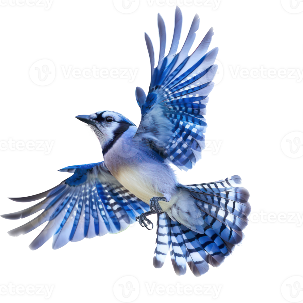 Blue jay bird fly full body isolate on transparency background png