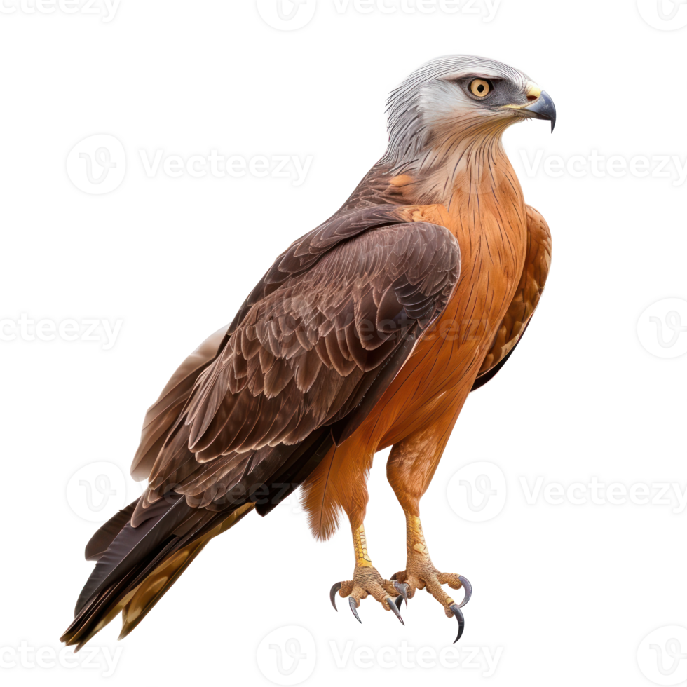 Kite bird side view full body isolate on transparency background png