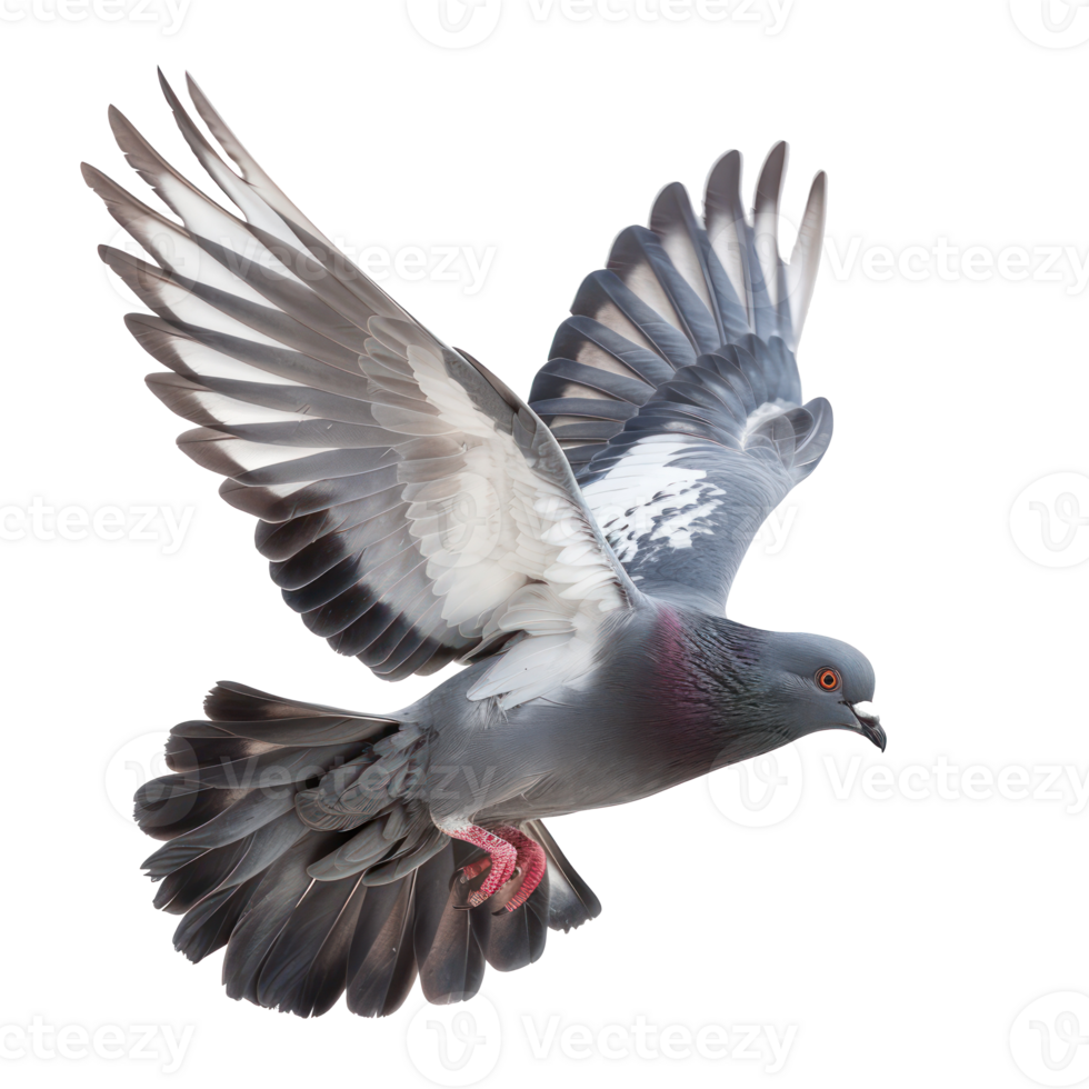 Pigeon fly full body isolate on transparency background png