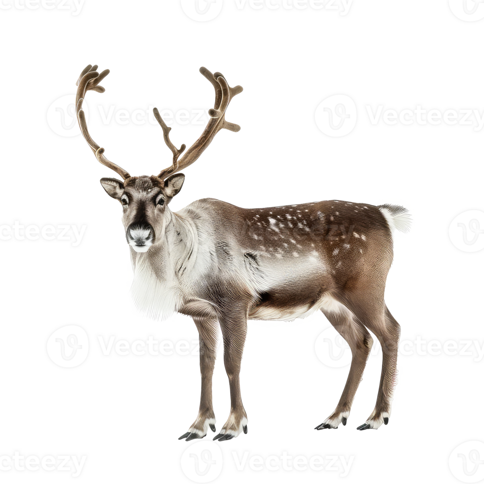 Reindeer full body isolate on transparency background png