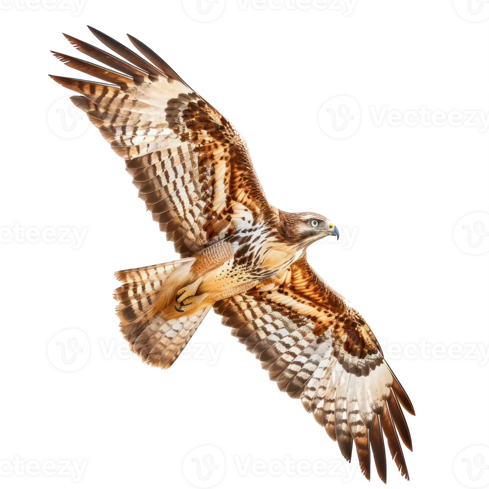 Hawk fly full body isolate on transparency background png