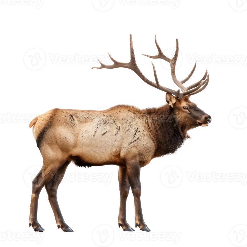 Elk side view full body isolate on transparency background png